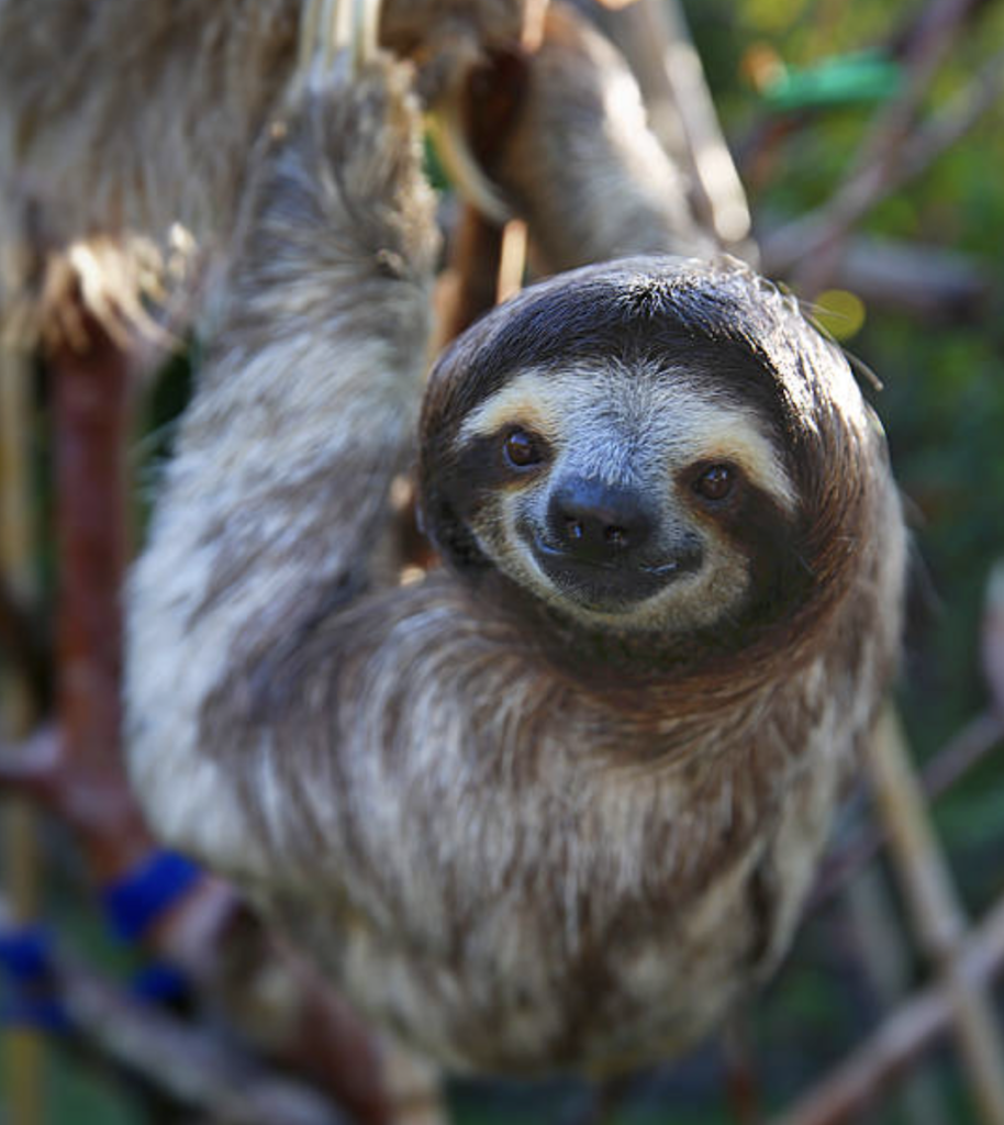 Sloth